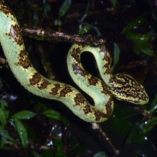 Malabar Pit Viper Facts And Pictures