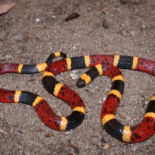 Texas Coral Snake Facts and Pictures