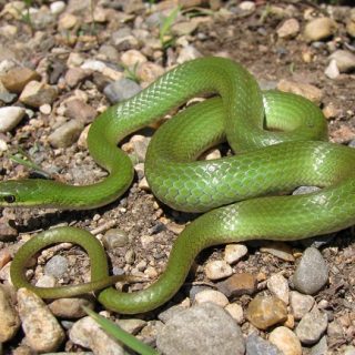 Smooth Green Snake Facts and Pictures