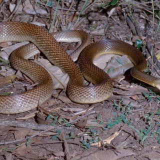 Coastal Taipan Facts and Pictures