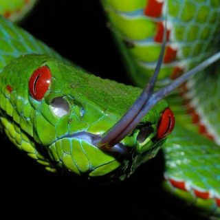 Pope's Tree Viper Facts and Pictures