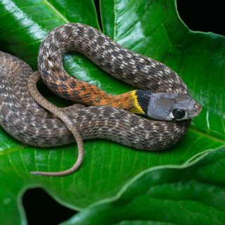 Red-Necked Keelback Facts and Pictures