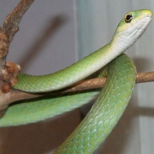 Rough Green Snake Facts and Pictures