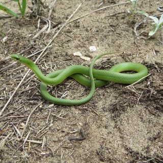 Smooth Green Snake Facts and Pictures