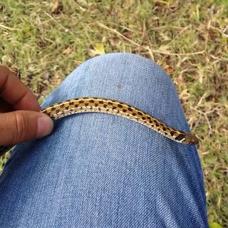 Texas Garter Snake Facts and Pictures