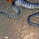 Beaked Sea Snake Facts and Pictures