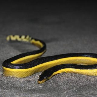 Yellow-bellied Sea Snake Facts and Pictures