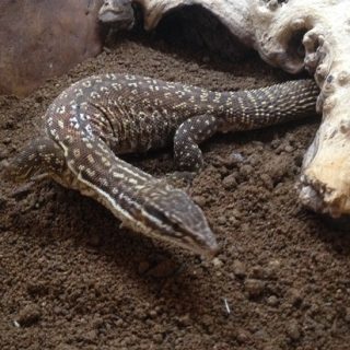 Spiny-tailed Monitor Facts and Pictures