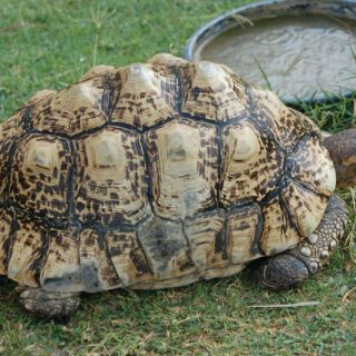 Leopard Tortoise Facts and Pictures