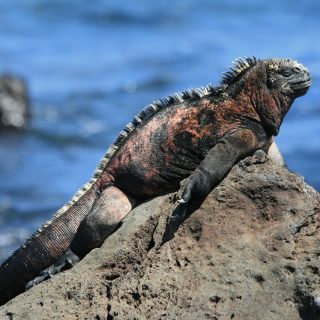 Marine Iguana Facts and Pictures