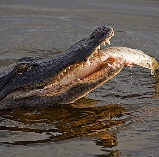 American Alligator Facts and Pictures