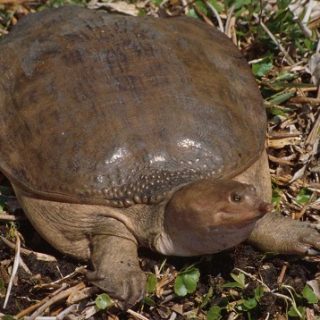 Florida Softshell Turtle Facts and Pictures