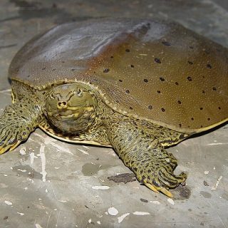 Spiny Softshell Turtle Facts and Pictures