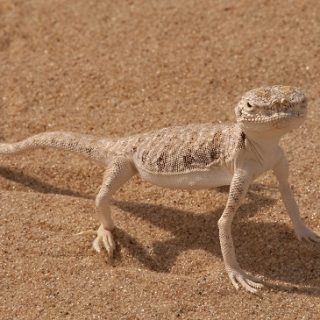 Arabian Toadhead Agama Facts and Pictures