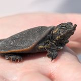 Florida Softshell Turtle Facts and Pictures