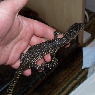 Mangrove Monitor Facts and Pictures