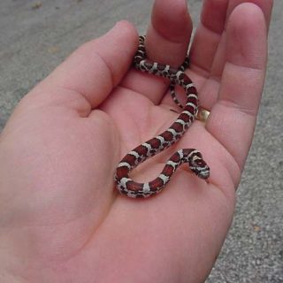 Milk Snake Facts and Pictures