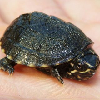 Stinkpot Turtle Facts and Pictures