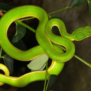 Stejneger's Bamboo Pitviper Facts and Pictures