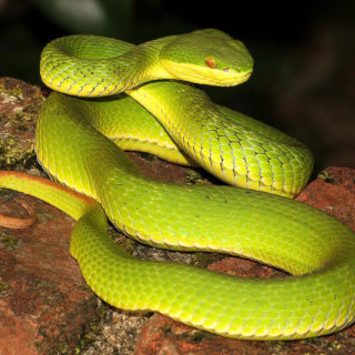 Stejneger's Bamboo Pitviper Facts and Pictures