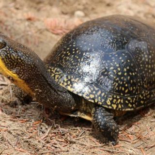 Blanding's Turtle Facts and Pictures | Reptile Fact