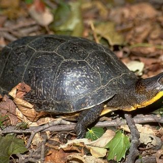 Eastern Box Turtle Facts and Pictures