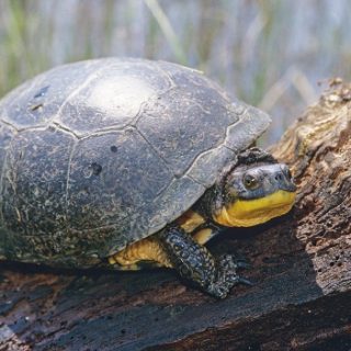 Blanding's Turtle Facts and Pictures