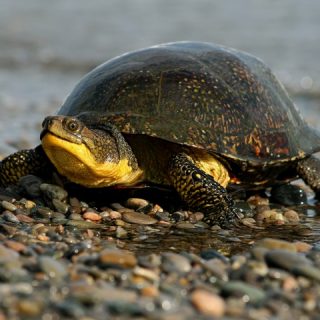 Blanding's Turtle Facts and Pictures