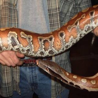 Blood Python Facts and Pictures