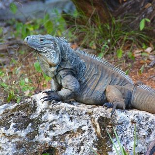 Blue Iguana Facts and Pictures