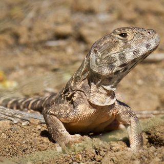 Blunt-nosed Leopard Lizard Facts and Pictures | Reptile Fact