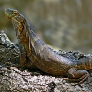 Cape Spinytail Iguana Facts and Pictures