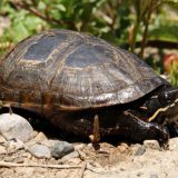 Stinkpot Turtle Facts and Pictures