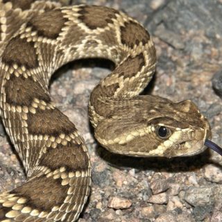 Mojave Rattlesnake Facts and Pictures