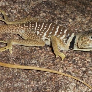 Baja California Collared Lizard Facts and Pictures