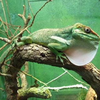 Knight Anole Facts and Pictures