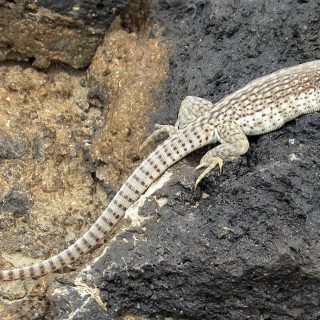 Desert Iguana Facts and Pictures