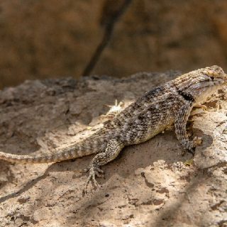 Desert Spiny Lizard Facts and Pictures