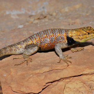 Desert Spiny Lizard Facts And Pictures