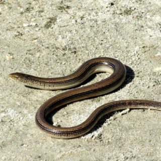 Eastern Glass Lizard Facts and Pictures