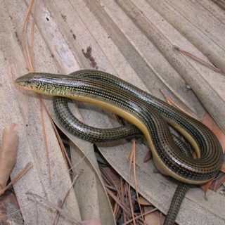 Eastern Glass Lizard Facts and Pictures