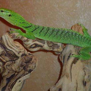 Emerald Tree Monitor Facts and Pictures