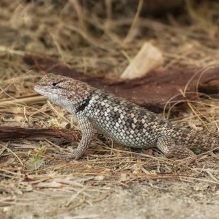 Desert Spiny Lizard Facts And Pictures