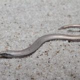 Florida Sand Skink Facts and Pictures