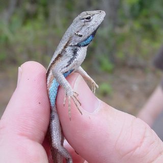 Florida Scrub Lizard Facts and Pictures