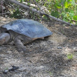 Florida Softshell Turtle Facts and Pictures