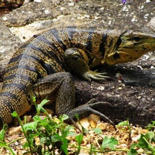 Columbian Tegu Facts and Pictures