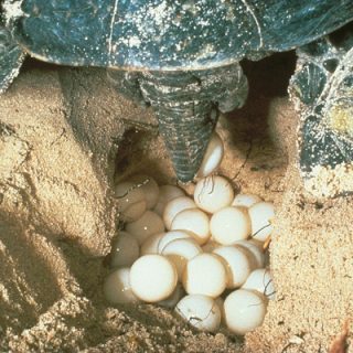 Green Sea Turtle Facts and Pictures