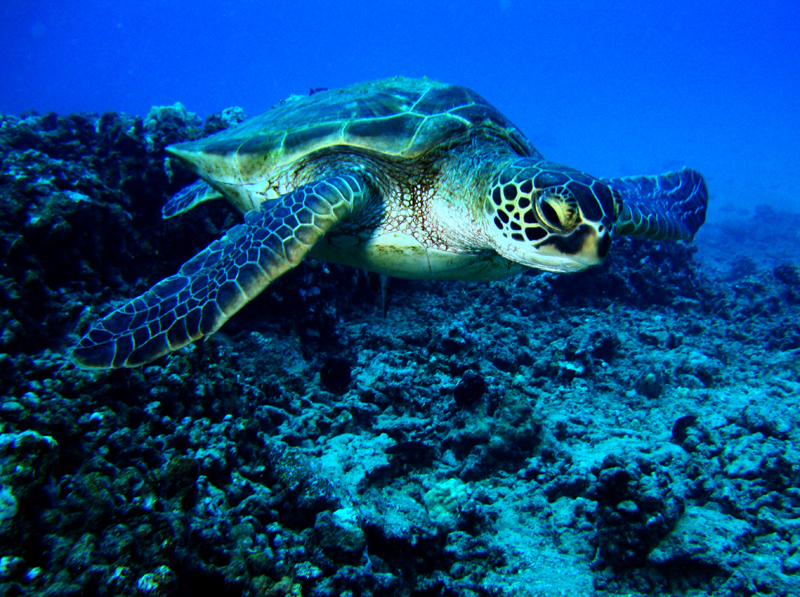 Green Sea Turtle Facts and Pictures | Reptile Fact