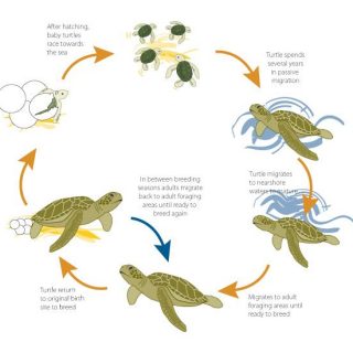 Green Sea Turtle Facts and Pictures